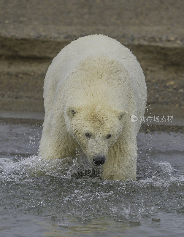 北极熊(Ursus maritimus)是一种土生土长的北极熊，主要生活在北极圈内，包括北冰洋及其周围的海洋和陆地。在巴特岛的海滩上等待着海水结冰以便捕猎海豹